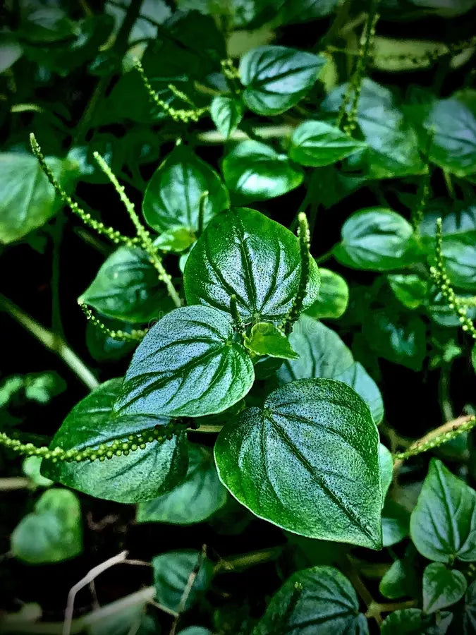 Peperomia Pellucida Blumensamen zur Aussaat saisonal Dauerblüher Traditionssorte & ohne Gentechnik Samen Hausgarten
