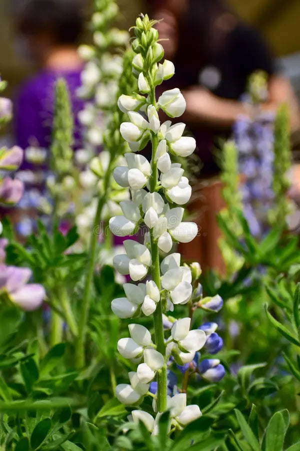 Lupinus Albus Blumensamen zur Aussaat – lang Blüte Saison – Traditionssorte & ohne Gentechnik Samen Hausgarten