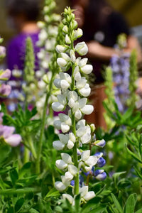 Lupinus Albus Blumensamen zur Aussaat – lang Blüte Saison – Traditionssorte & ohne Gentechnik Samen Hausgarten