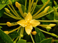 Odorata Blumensamen zur Aussaat – Schnitt Blume beliebt – Traditionssorte & ohne Gentechnik Samen Hausgarten