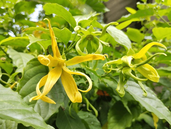 Ylang-Ylang Blumensamen zur Aussaat – Bestäuber freundlich – Traditionssorte & ohne Gentechnik Samen Hausgarten
