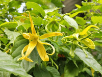 Odorata Blumensamen zur Aussaat – Schnitt Blume beliebt – Traditionssorte & ohne Gentechnik Samen Hausgarten
