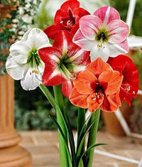 Close-up of rot and weiß amaryllis blooms with velvety petals
