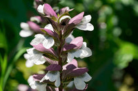 Acanthus Mollis Blumensamen zur Aussaat Bestäuber freundlich Traditionssorte & ohne Gentechnik Samen Hausgarten