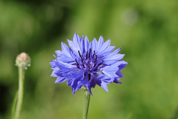 Kornblumenblaue Pflanzsamen für Haus und Garten