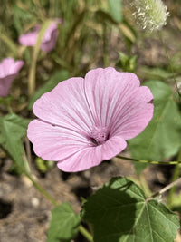 Rosa Lavatera Blumensamen zur Aussaat Anzucht Traditionssorte & ohne Gentechnik Samen Hausgarten