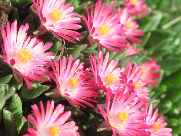 Delosperma Carmine Blumensamen zur Aussaat ideal Rabatten Traditionssorte & ohne Gentechnik Samen Hausgarten