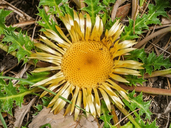 Acanthifolia Blumensamen zur Aussaat duftend Blüten Traditionssorte & ohne Gentechnik Samen Hausgarten