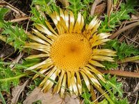 Acanthifolia Blumensamen zur Aussaat duftend Blüten Traditionssorte & ohne Gentechnik Samen Hausgarten