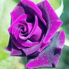 Close-up of ruby rose violet mix petals