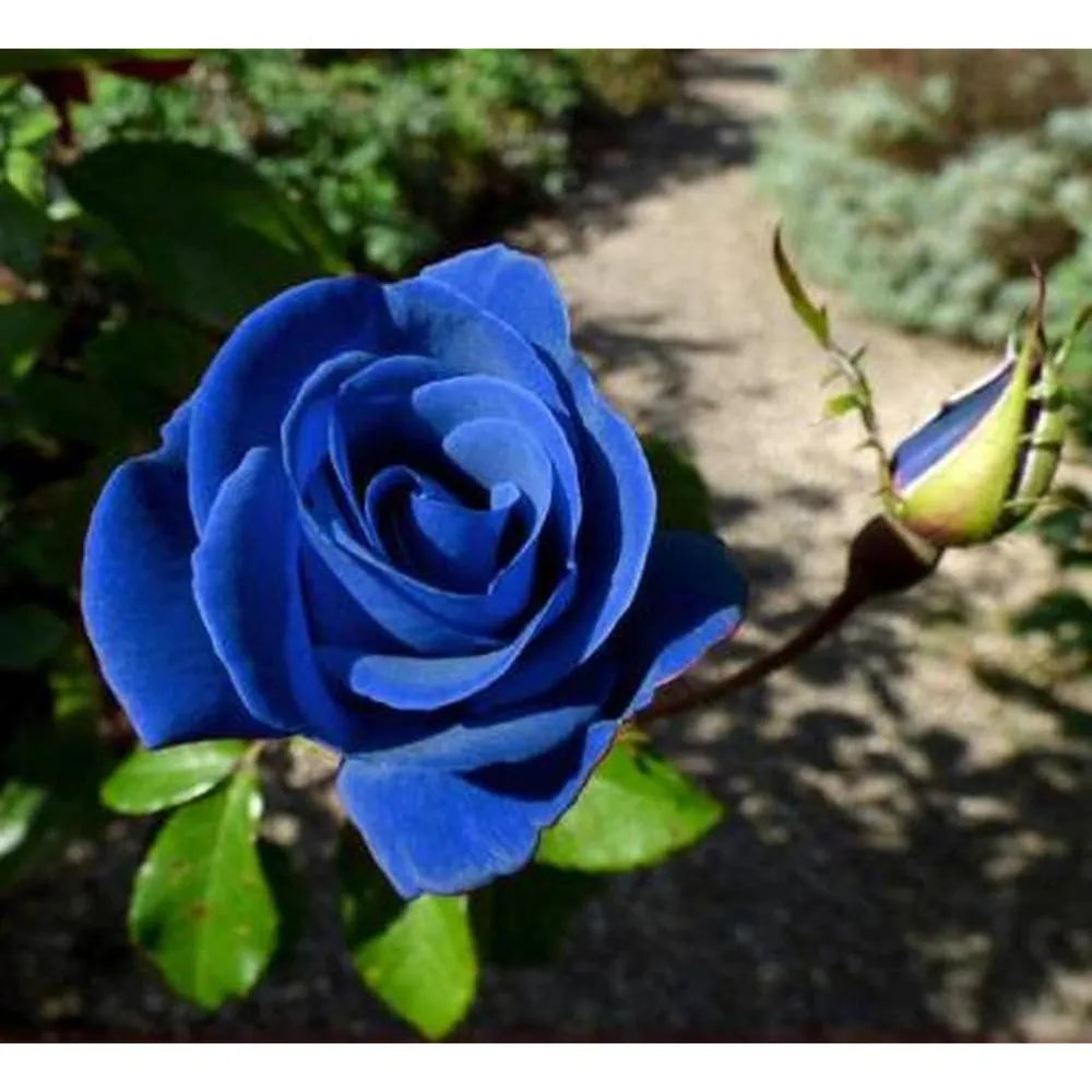 Blau einzigartig Rose Samen – Traditionssorte ohne Gentechnik kompakt Roses Garten Aussaat
