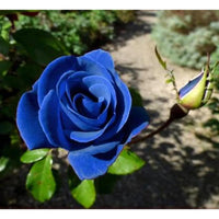Blau einzigartig Rose Samen – Traditionssorte ohne Gentechnik kompakt Roses Garten Aussaat