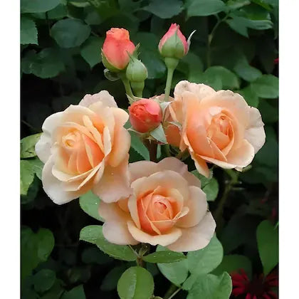 Pfirsichfarben Rose Blumensamen zur Aussaat Drought verträglich Traditionssorte & ohne Gentechnik Samen Hausgarten