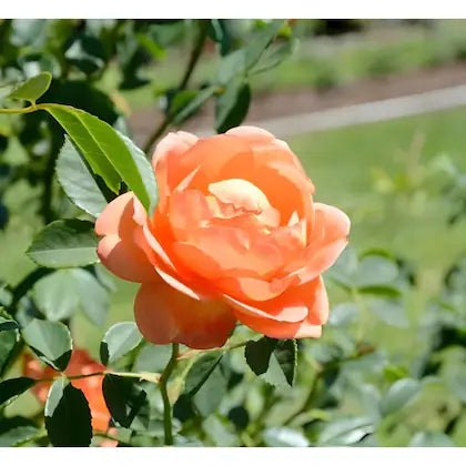 Pfirsichfarben Rose Blumensamen zur Aussaat Drought verträglich Traditionssorte & ohne Gentechnik Samen Hausgarten