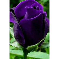 Thick Violett Rose Samen ideal zur Aussaat