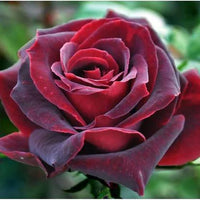 Rot Baccara Rose Samen zur Aussaat – Velvet Rot Blüten – hochwertige Qualitäts- Garten Samen