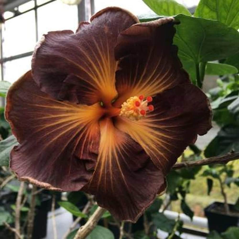 Braun Hibiskus Blumensamen zur Aussaat – leuchtend Blüten – Traditionssorte & ohne Gentechnik Samen Hausgarten
