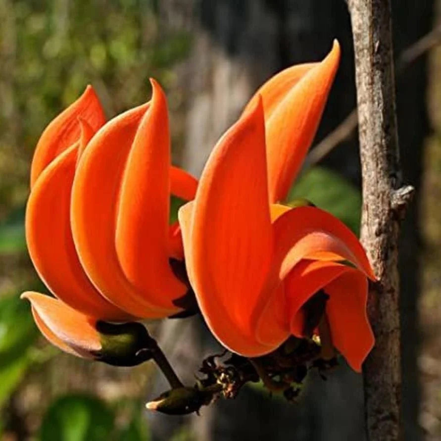 Monosperma Blumensamen zur Aussaat – leuchtend – Traditionssorte & ohne Gentechnik Samen Hausgarten