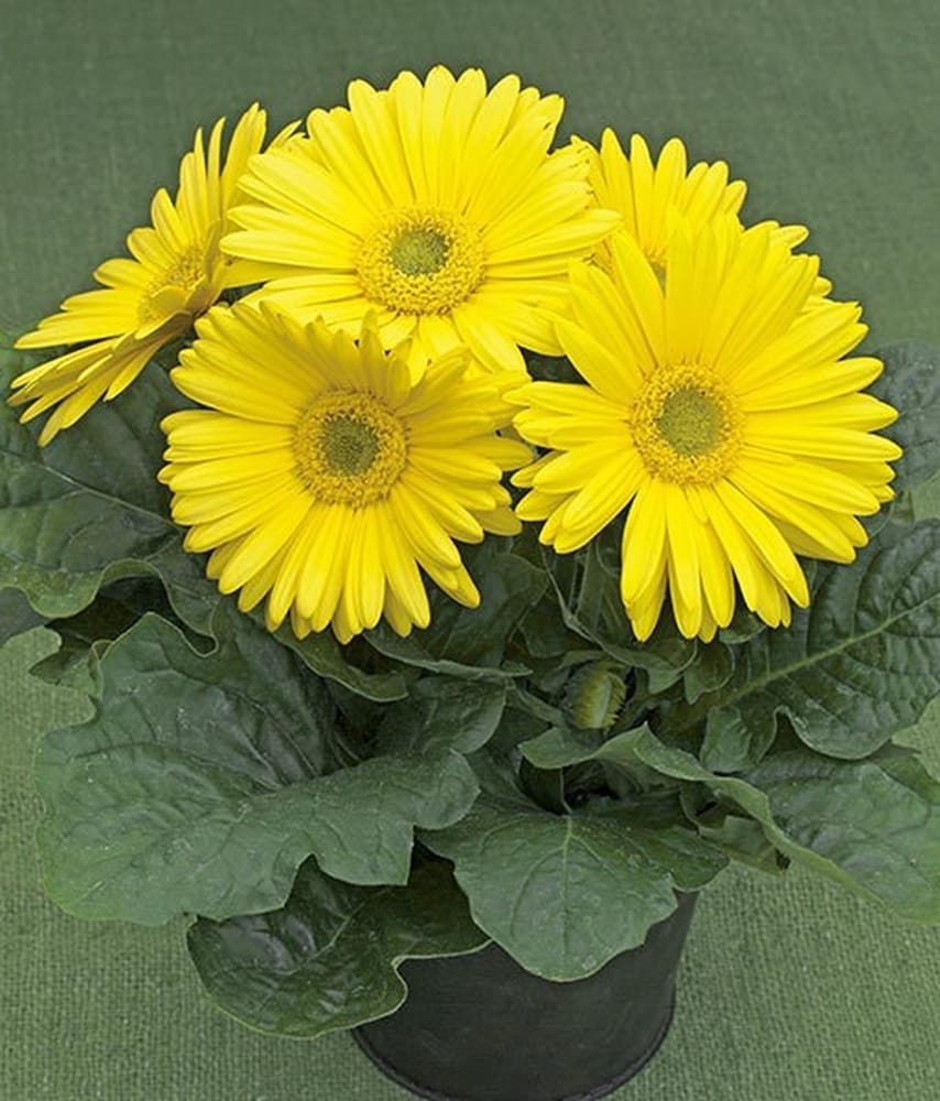 Gelb Gerbera Blumensamen zur Aussaat robust Sorte Traditionssorte & ohne Gentechnik Samen Hausgarten