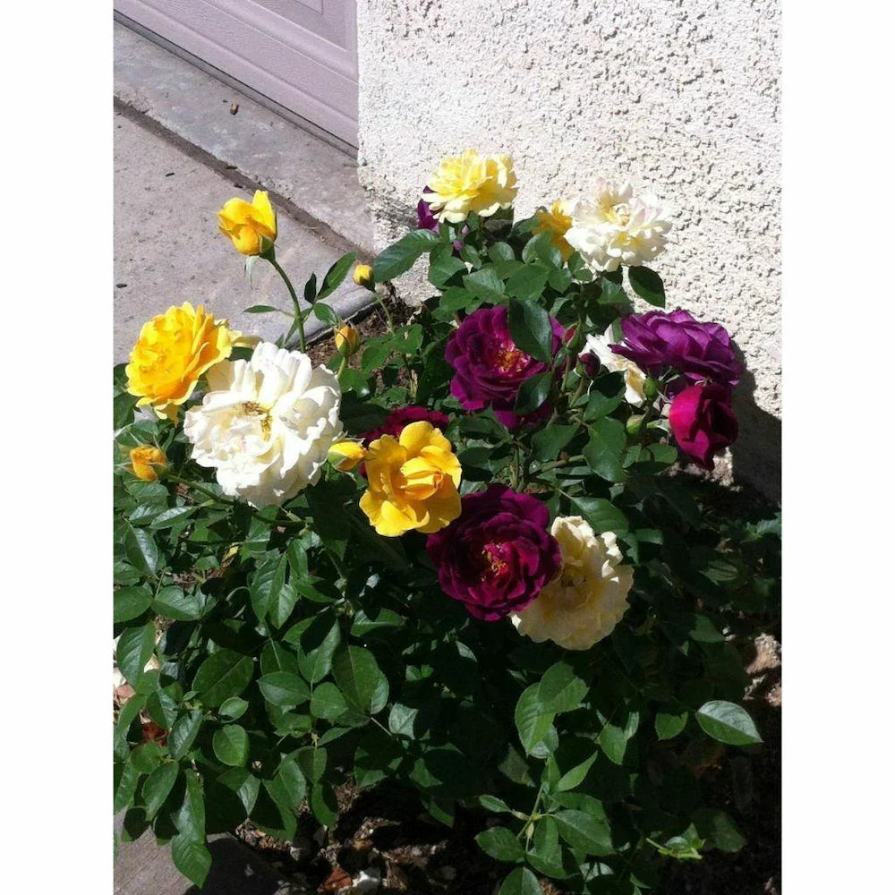 Rose mixed color blume samen for anpflanzung - long bloom season, heirloom & gmo free samen for home garten
 
 sale for anpflanzung in home garten