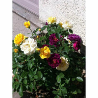 Rose mixed color blume samen for anpflanzung - long bloom season, heirloom & gmo free samen for home garten
 
 sale for anpflanzung in home garten