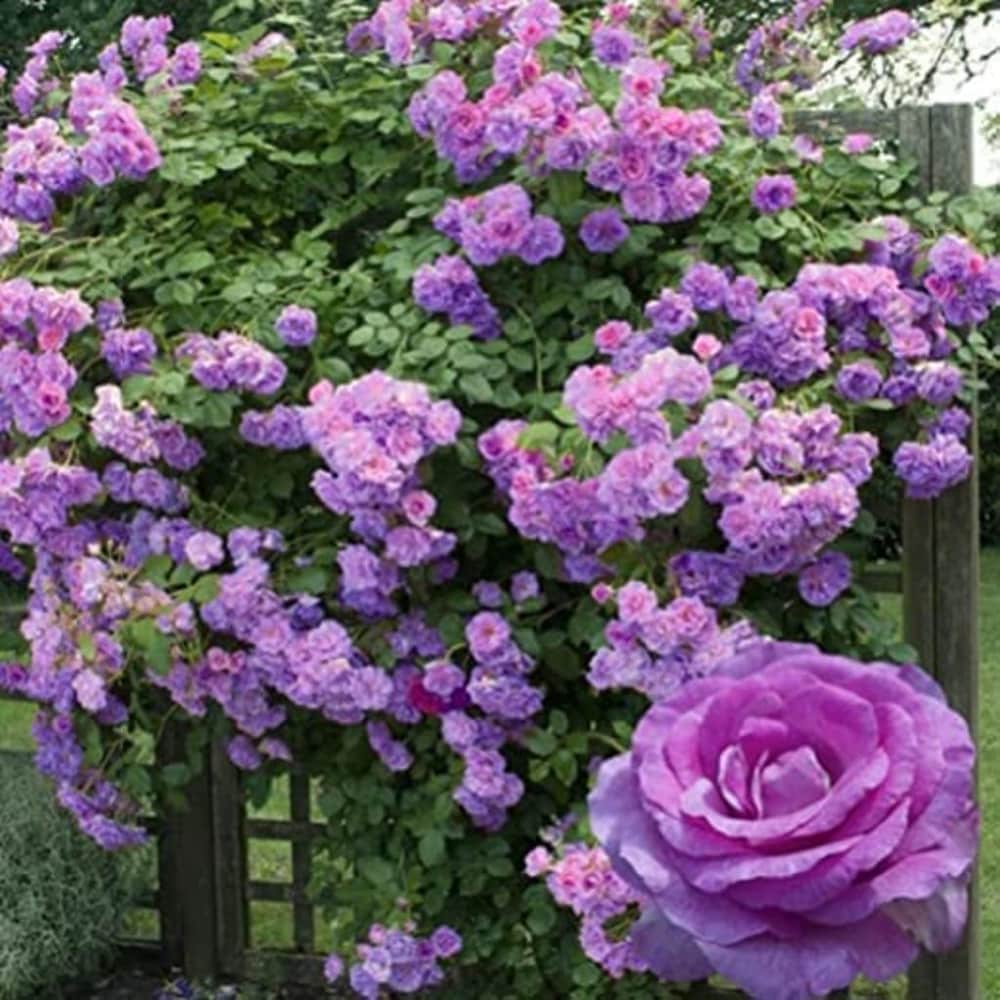 hell Lila Weiß Holland Rose Blumensamen zur Aussaat hochwertige Qualitäts- Traditionssorte & ohne Gentechnik Samen Hausgarten
