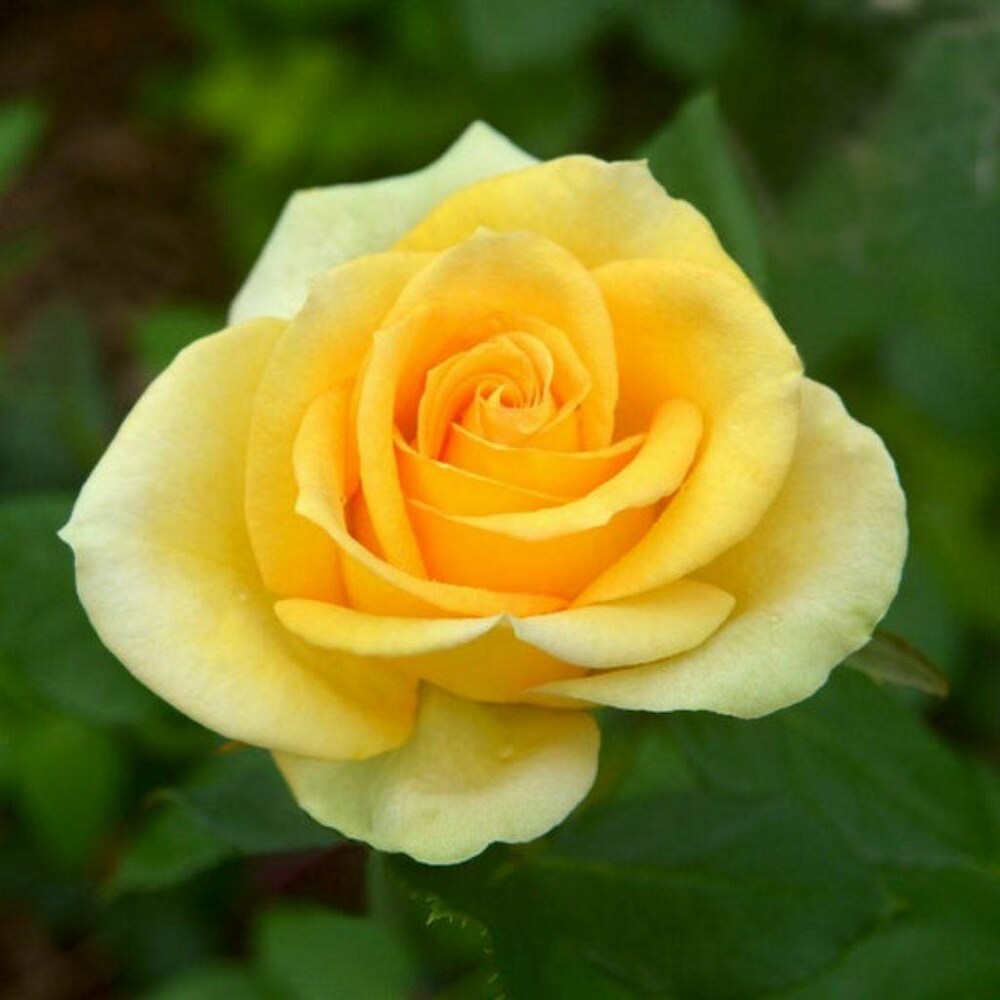 Thick Gelb Rose Blumensamen zur Aussaat pflegeleicht Traditionssorte & ohne Gentechnik Samen Hausgarten