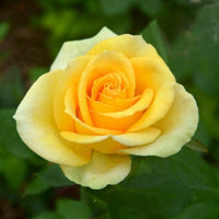 Thick Gelb Rose Blumensamen zur Aussaat pflegeleicht Traditionssorte & ohne Gentechnik Samen Hausgarten