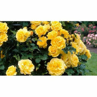 dunkel Gelb Rose Blumensamen zur Aussaat – ohne Gentechnik Traditionssorte Garten Samen ideal Rabatten
