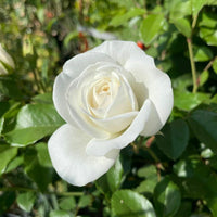 Weiß Rose Blumensamen zur Aussaat saisonal Dauerblüher Traditionssorte & ohne Gentechnik Samen Hausgarten