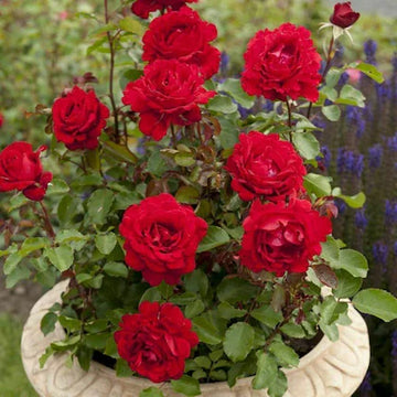 duftend Rot Rose Blumensamen zur Aussaat – leuchtend – Traditionssorte & ohne Gentechnik Samen Hausgarten