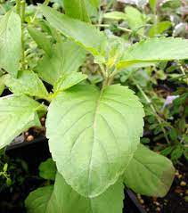 Clove Basil Kraut with fragrant leaves and delicate Blumen