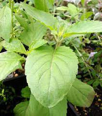 Clove Basil Kraut with fragrant leaves and delicate Blumen