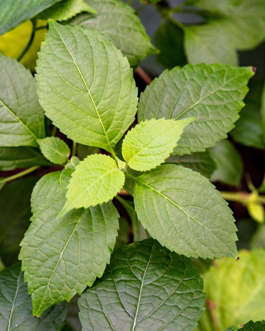 Clove Basil Pflanze with aromatic green leaves and small Blumen in Garten