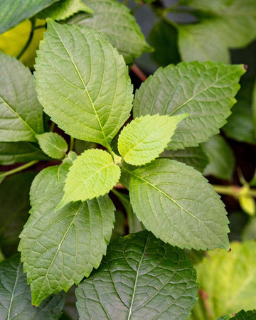 Clove Basil Pflanze with aromatic green leaves and small Blumen in Garten
