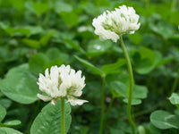 Clover (clover blume) samen for anpflanzung in home garten