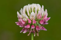 Bees and butterflies on Alsike Clover Blumen
