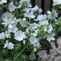 White to mauve Blumen blooming on Chinese Mallow Pflanze