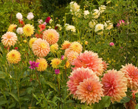 Anzucht Howden Dahlias hochwertige Blumensamen Garten Aussaat