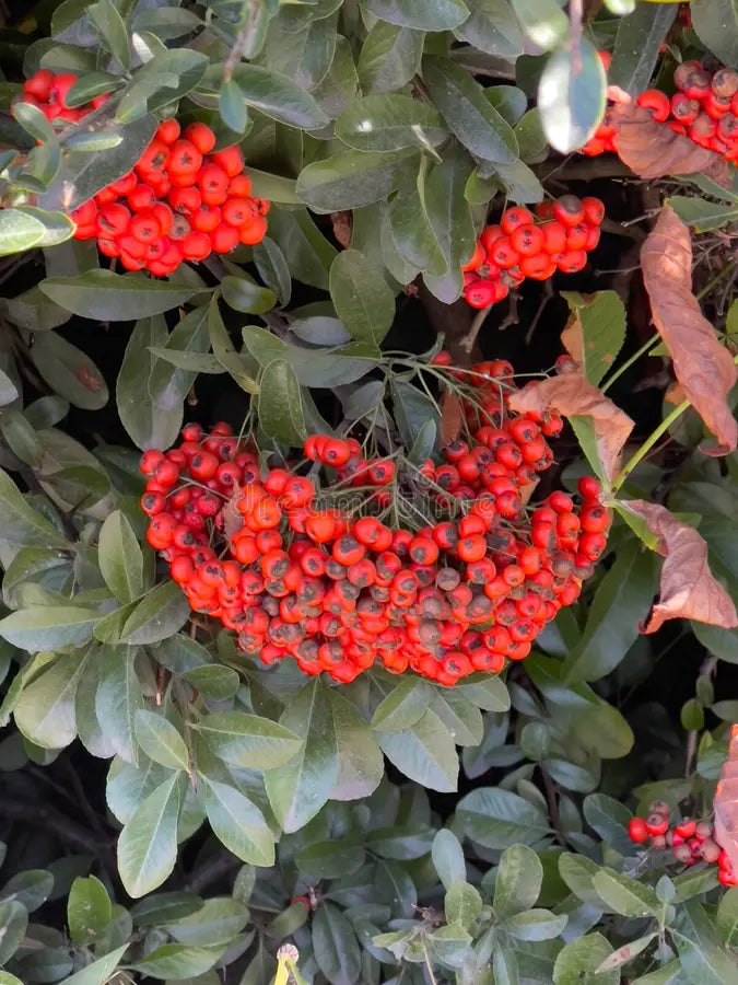 Rot Firethorn Blumensamen zur Aussaat farbenfroh Schau Traditionssorte & ohne Gentechnik Samen Hausgarten