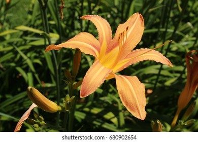 Taglilie Hemerocallis spp Blumensamen zur Aussaat Blume Beet