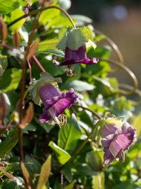 Lila Cathedral Bells Cobaea Scandens Climber Hummingbird Blumensamen zur Aussaat – leuchtend Blüten – Traditionssorte & ohne Gentechnik Samen Hausgarten