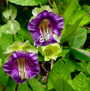 Cobaea Scandens Blumensamen zur Aussaat hochwertige Qualitäts- Traditionssorte & ohne Gentechnik Samen Hausgarten