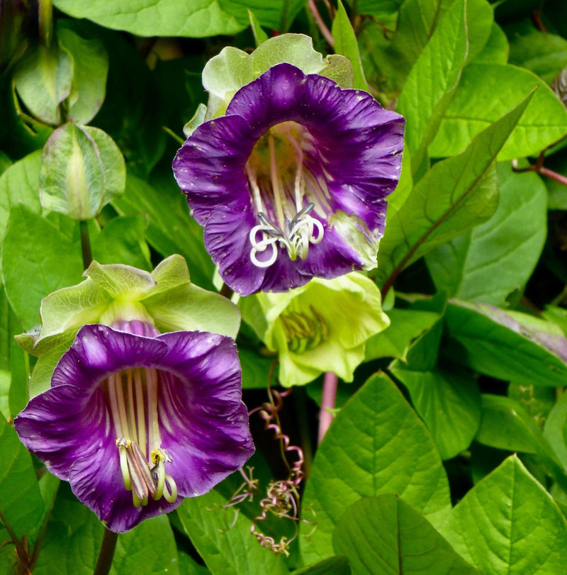 Cobaea Scandens Blumensamen zur Aussaat hochwertige Qualitäts- Traditionssorte & ohne Gentechnik Samen Hausgarten