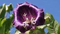 Cobaea Scandens Blumensamen zur Aussaat hochwertige Qualitäts- Traditionssorte & ohne Gentechnik Samen Hausgarten
