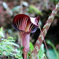 Purple brown white striped cobra lily blooms from high-Qualität Samen