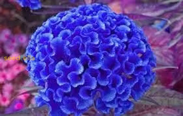 Cockscomb blau blume samen for anpflanzung  vibrant annual blooms