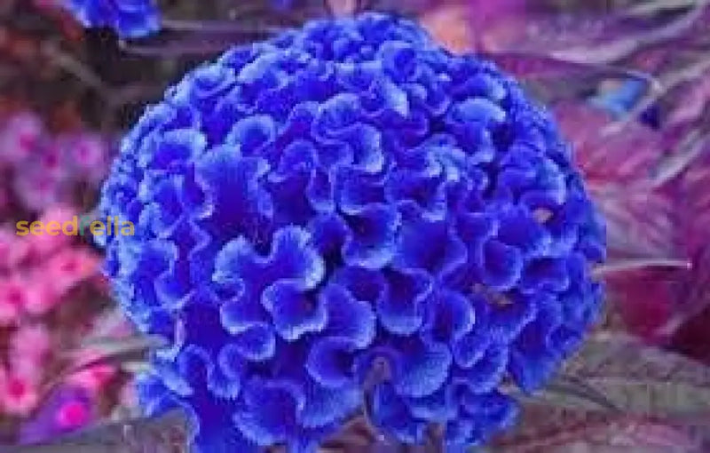 Cockscomb blau blume samen for anpflanzung  vibrant annual blooms