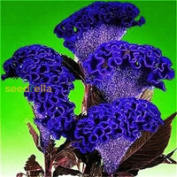 Cockscomb blau blume samen for anpflanzung  vibrant annual blooms