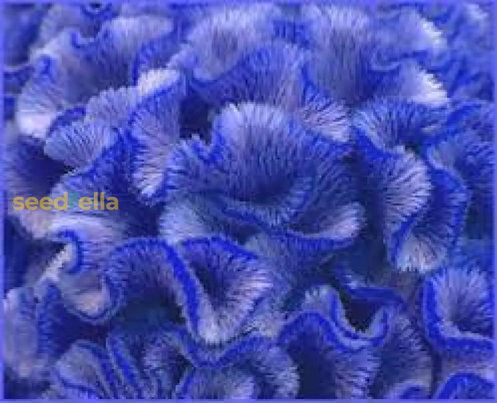 Cockscomb blau blume samen for anpflanzung  vibrant annual blooms